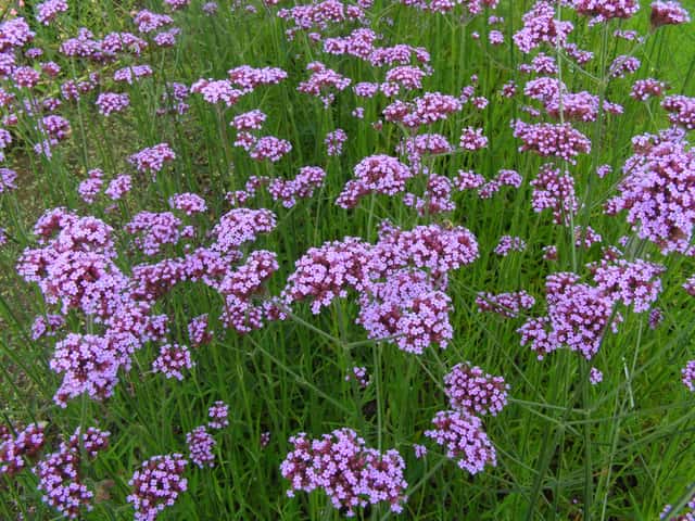 Verbena (genus)