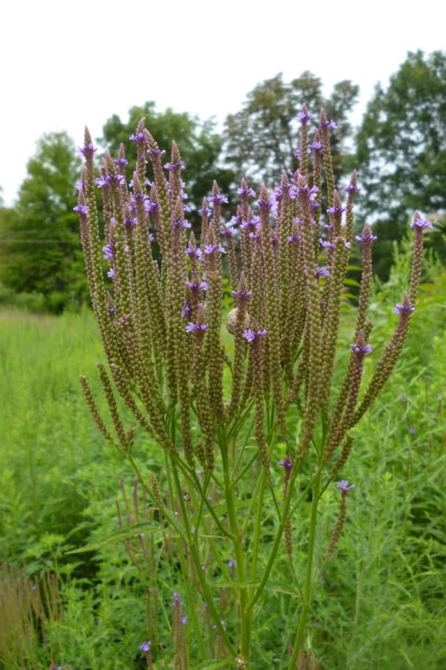 Verbena azul americana
