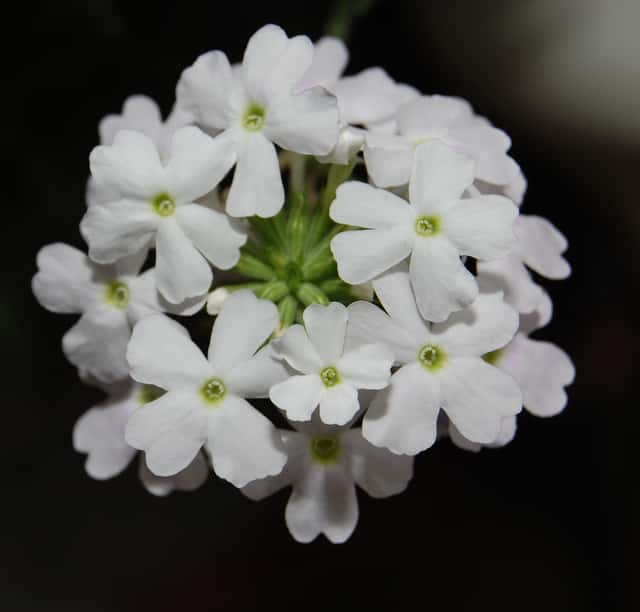 Verbena