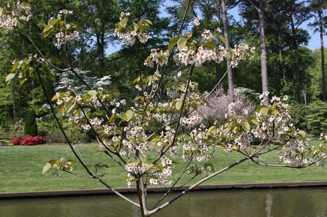 Árvore-do-óleo-de-tung