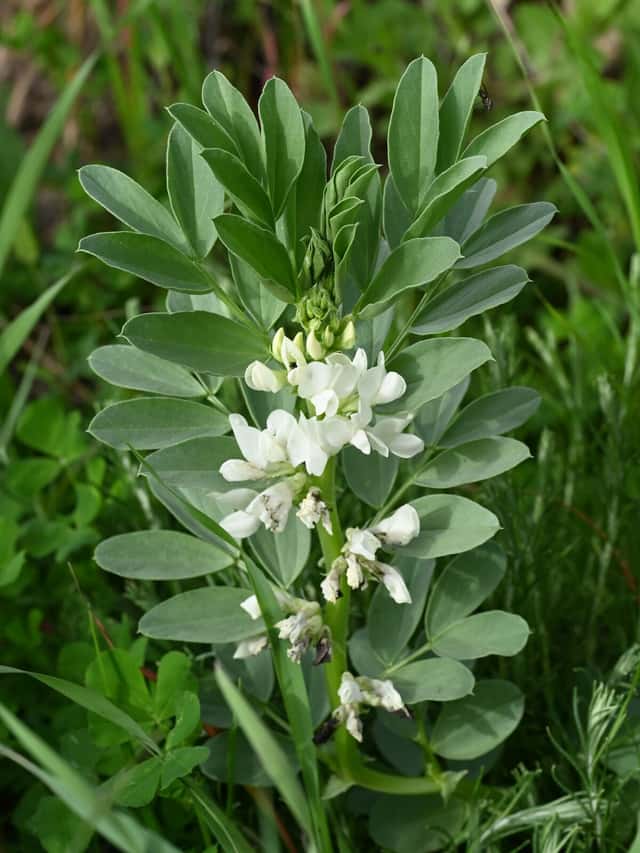 Broad Bean