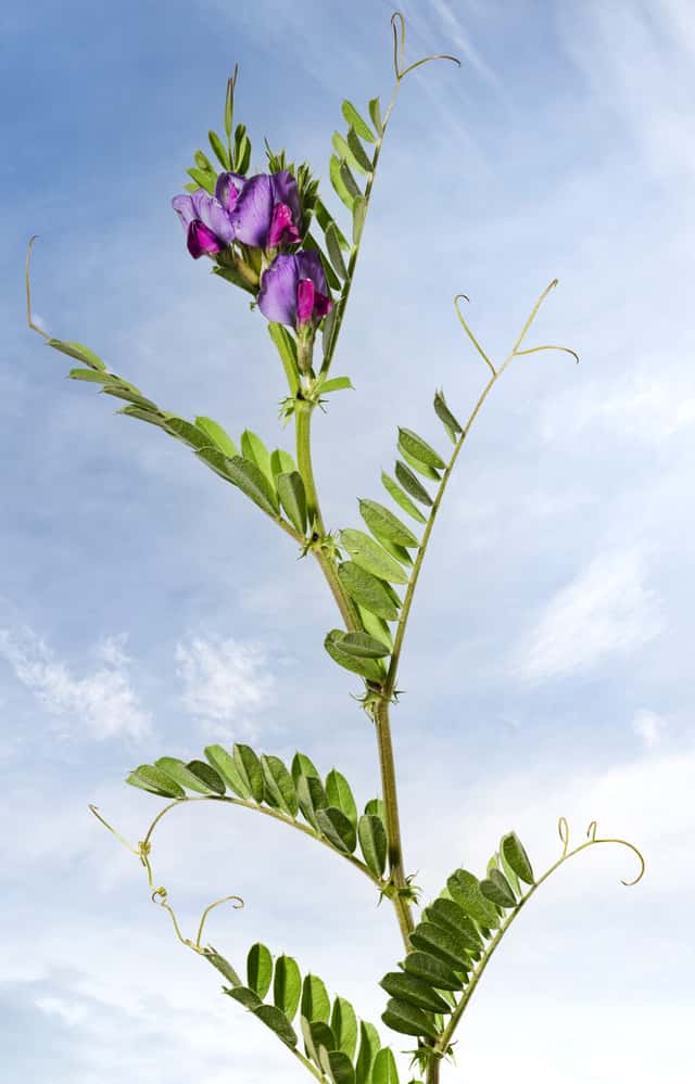 Sējas vīķis
