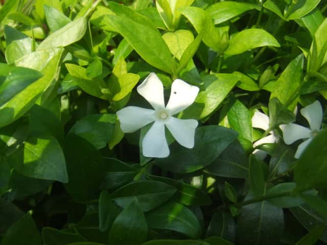 Lesser Periwinkle