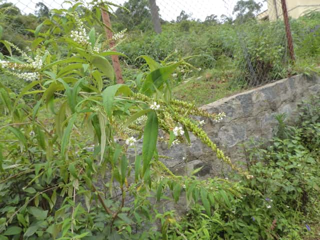 Harilik mungapipar