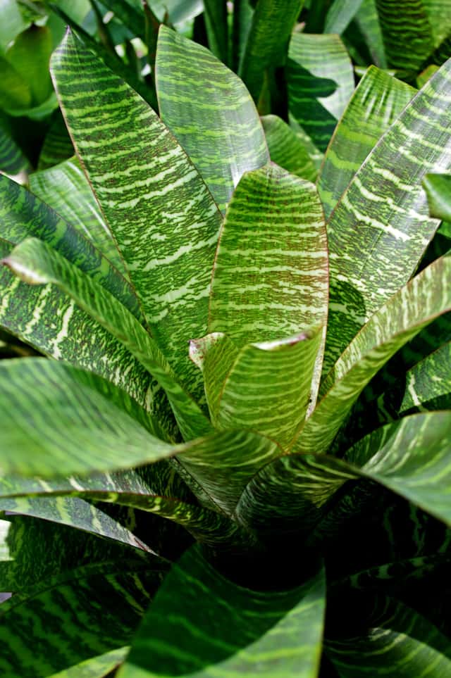 King of Bromeliads