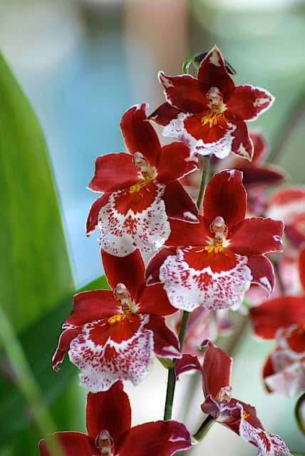 Cambria orchidee