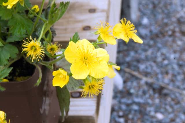 Barren Strawberry