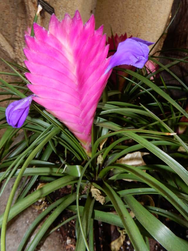 Pluma-rosa