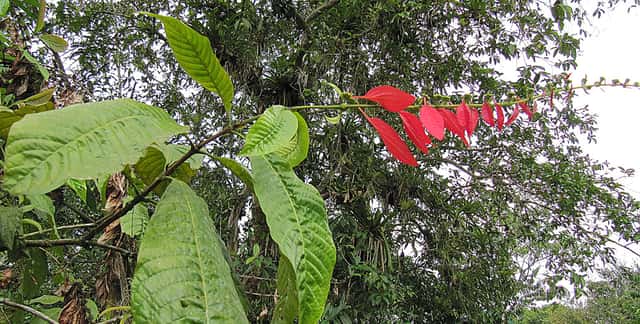 Chacônia