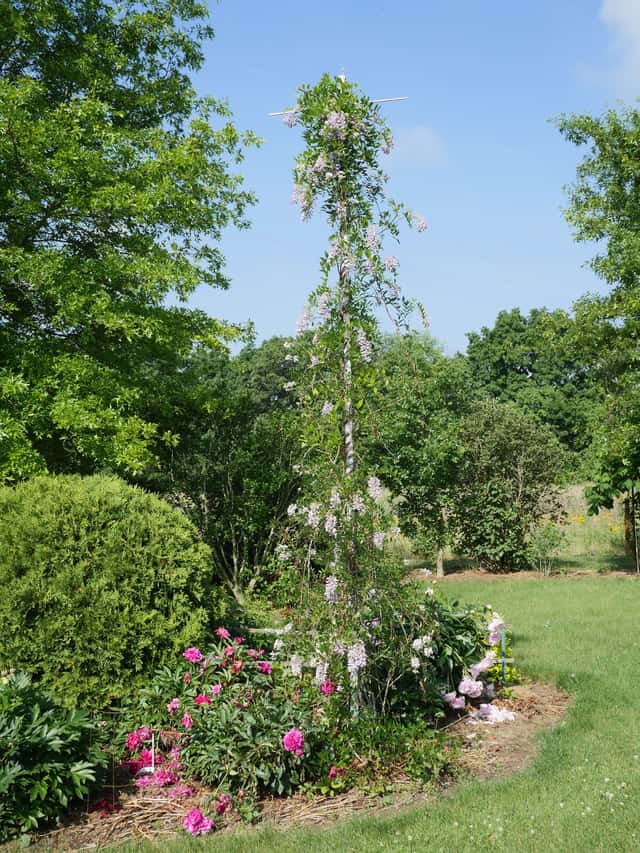 Kentucky rippuba
