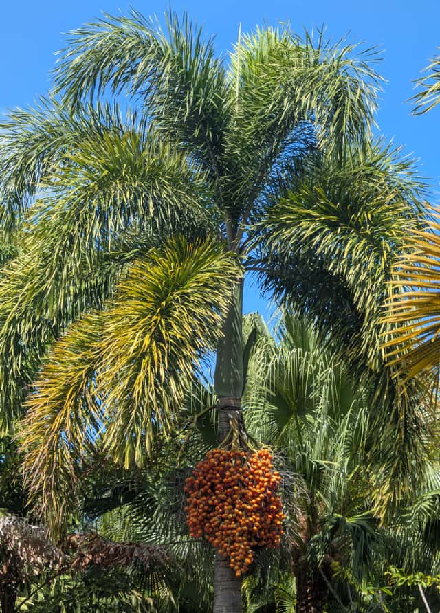 foxtail palm