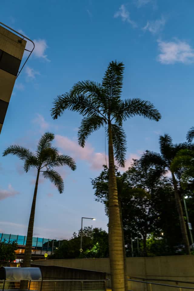 Palmeira-rabo-de-raposa