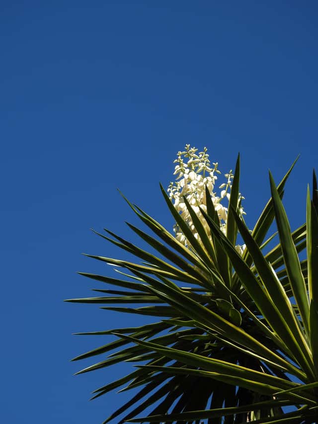 Iuca-pé-de-elefante