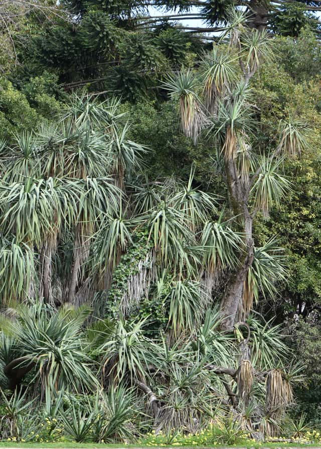 Spineless Yucca