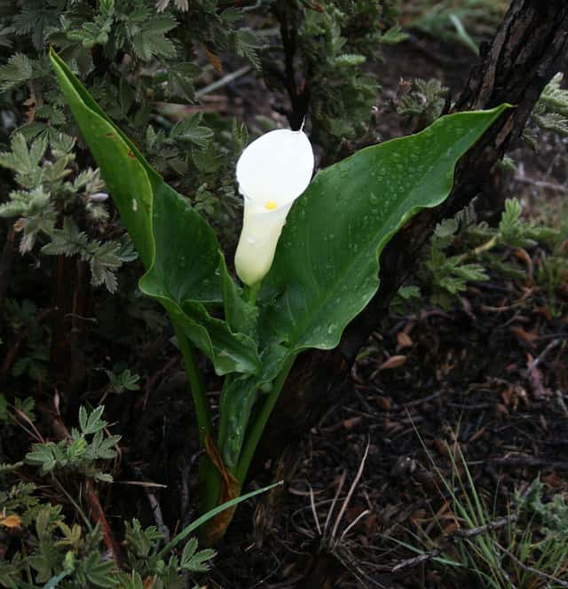 Spotted Calla Lily