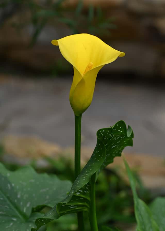 Copo-de-leite-amarelo