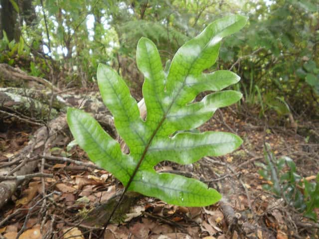 Kangaroo Fern