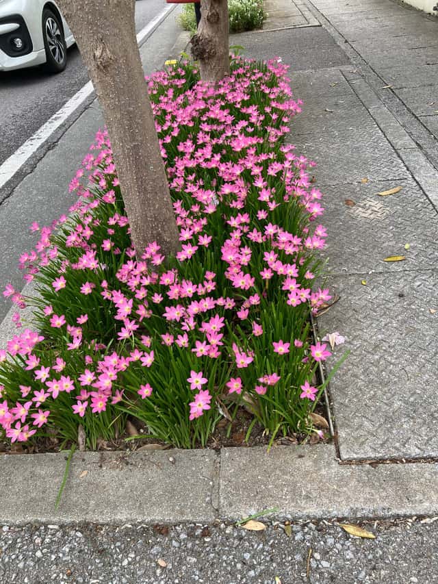 Lírio-da-chuva-rosa