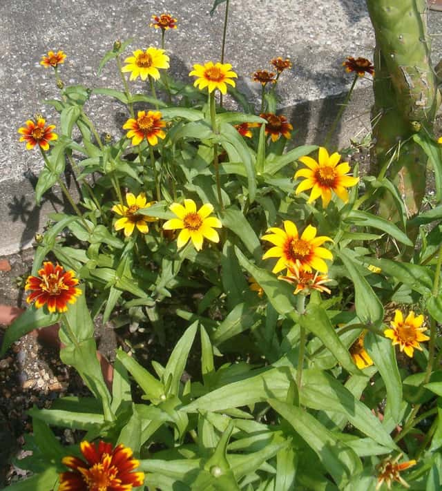 Mexican Zinnia