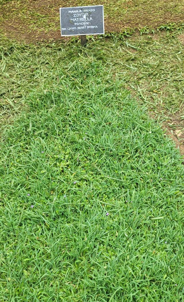 Manila Grass