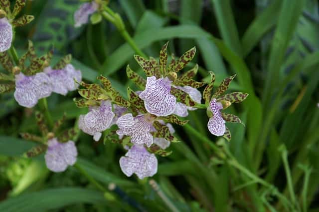 Zigopétalo (gênero)
