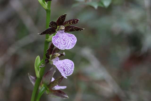 Zygopetalum maculatum
