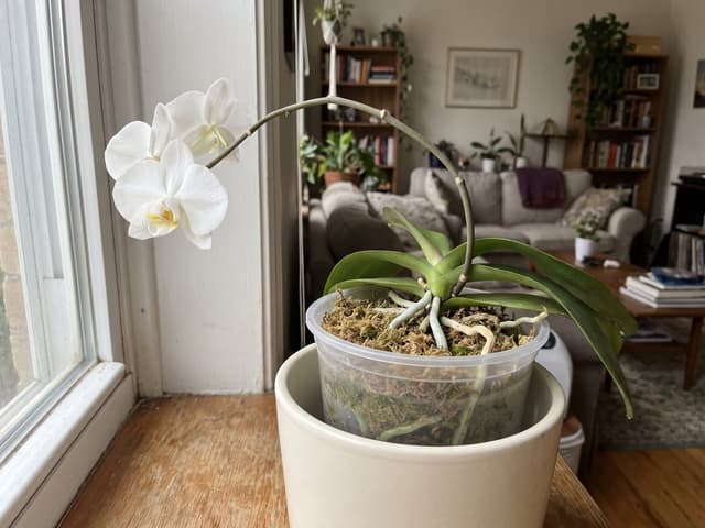 Jak se starat o orchidej: zalévání, světlo a jak ji přimět k opětovnému kvetení
