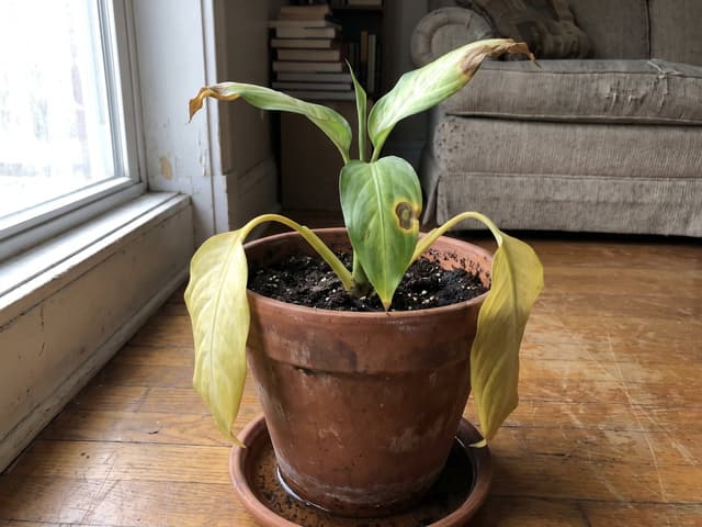O que minha planta tem? Descubra a causa em 3 perguntas