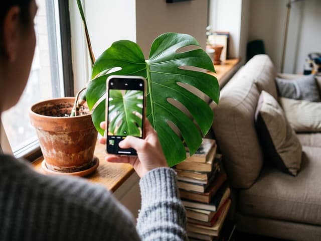 Alternativa ao PlantNet: qual app usar quando ele não resolve