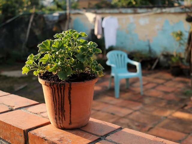 Plantas que repelem mosquito: o que a ciência sustenta