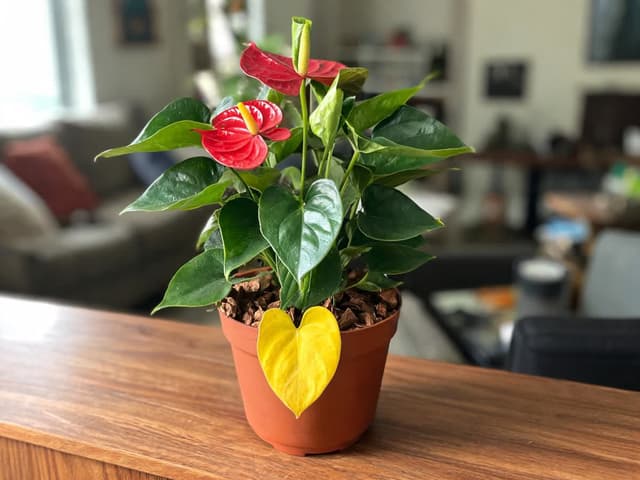 Flamingoblomst med gule blader: når det er normalt og når roten sliter