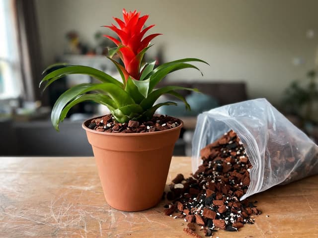 Jord til bromelia: kan man bruke orkidejord?