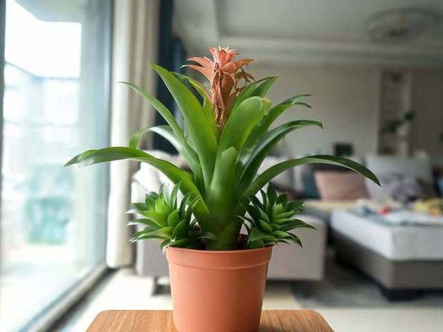 Hvordan ta stikling av bromelia: når du skiller sideskuddet og hvor du planter