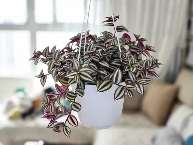 Hvordan stelle sebrablad (Tradescantia zebrina): lys, vanning og beskjæring