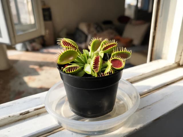 Hvordan stelle en kjøttetende plante (dionaea): vann, sol og svarte feller