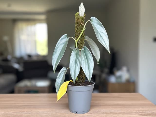 Philodendron med gule blader: finn årsaken ut fra hvor det gule oppstår
