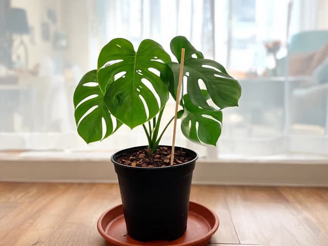 Hvor ofte skal du vanne monstera: testen som avgjør dagen
