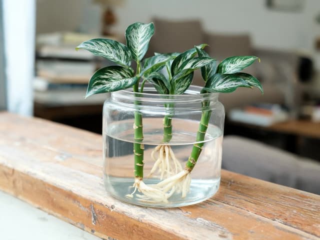 Propagating Chinese Evergreen: Cuttings, Division, and How Long Roots Take