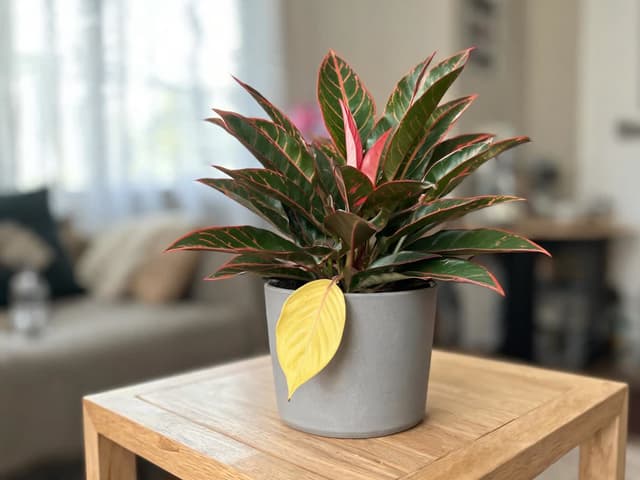Red Aglaonema Leaves Turning Yellow: What the Leaf Position Tells You