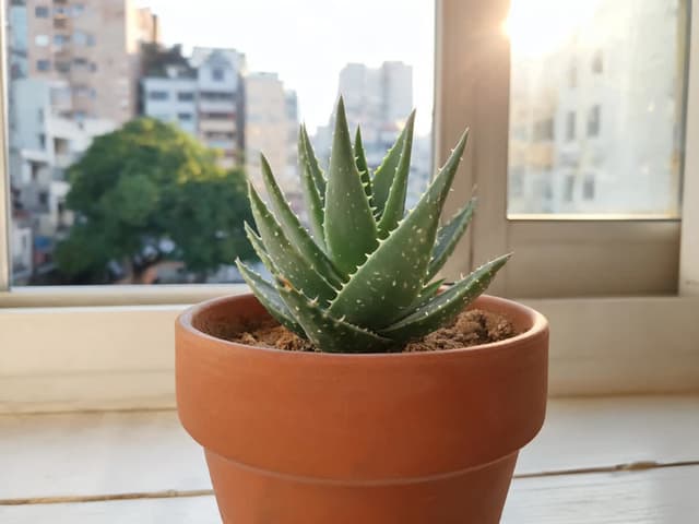 How Often to Water Aloe Vera: The Soil Test