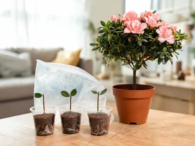 How to Propagate Azaleas: Cuttings, Layering, and Rooting Time