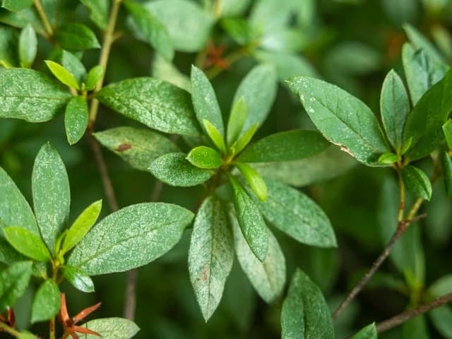 Azalea Lace Bug and Other Azalea Pests: How to Spot and Treat Them