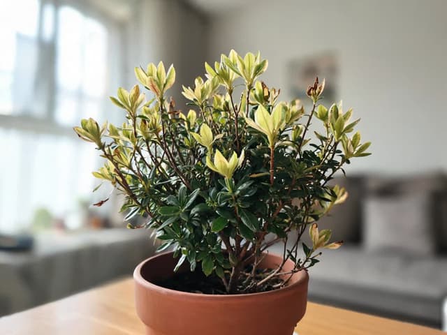 Azalea Yellow Leaves: What the Veins and Leaf Age Reveal