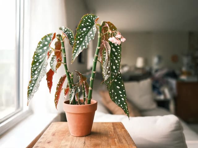 How to Care for Begonias: Identify Your Type and What Each One Needs