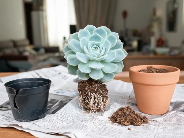How to Repot a Succulent: When to Change Pots and When to Water After
