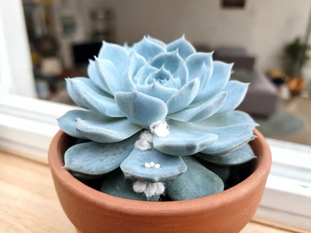 Succulent Pests: How to Remove Mealybugs Without Ruining Your Plant