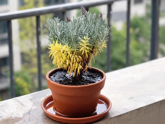 Lavender Leaves Turning Yellow: Where the Yellowing Starts Shows the Cause