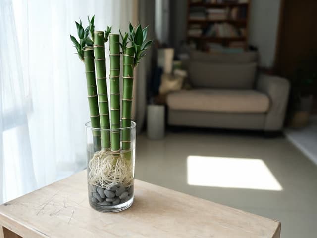 Bambu da sorte gosta de sol? Luz ideal e onde colocar o vaso