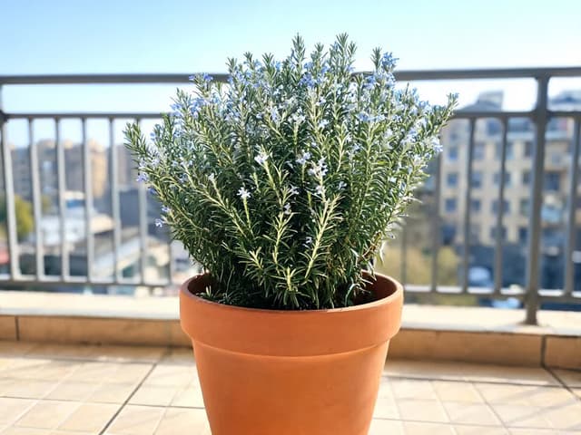 Comment faire fleurir le romarin : floraison et causes de l'absence de fleurs