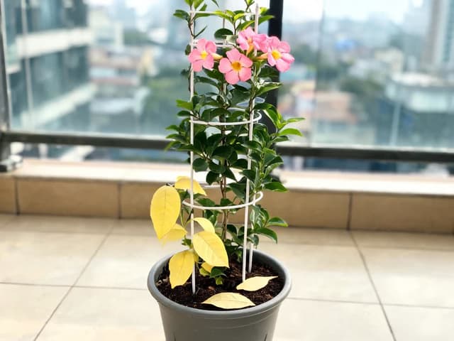 Dipladenia con hojas amarillas: causas y qué hacer